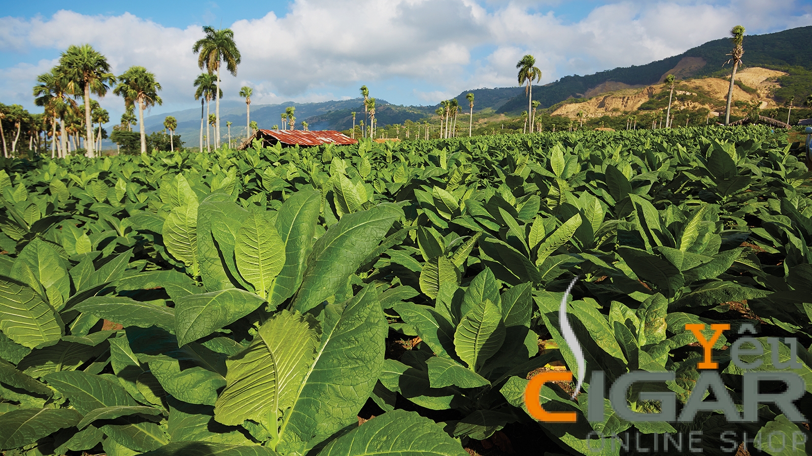 Cuba hướng tới việc gia tăng sản lượng Xì gà (Cigar)