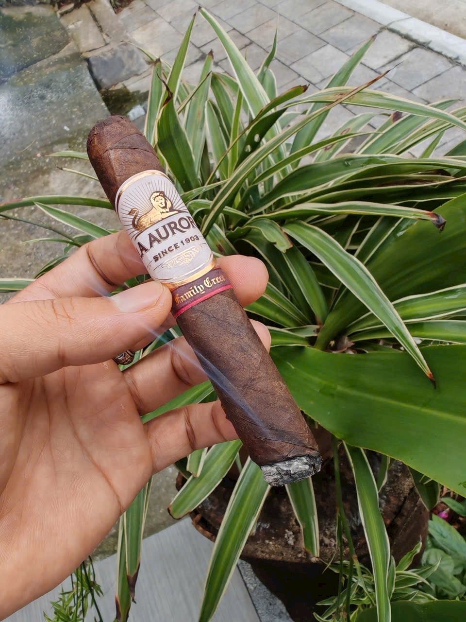 Review xì gà La Aurora Family Creed Fuerte Sol