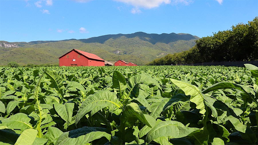 Một ngày cùng Davidoff tại ProCigar: từ cánh đồng Schneider đến cơ sở xử lý tại Jicomé